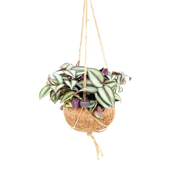 <h4>Kokodama Tradescantia Hang</h4>