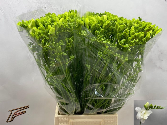 <h4>FR DU VOLANTE</h4>