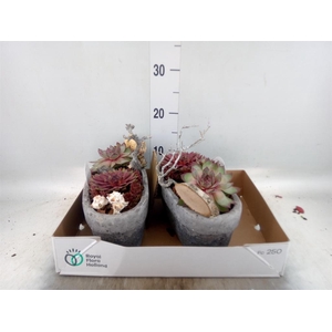 Arr. Sempervivum L%