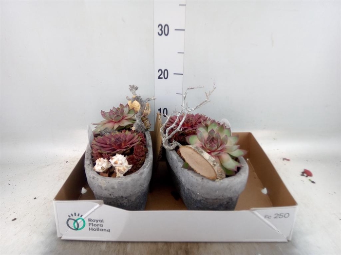<h4>Arr. Sempervivum L%</h4>