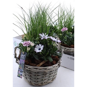 ARR TUINPLANTEN