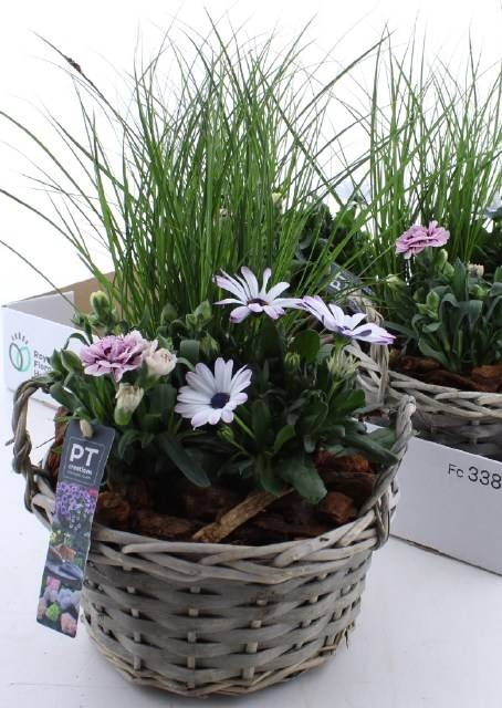 <h4>ARR TUINPLANTEN</h4>