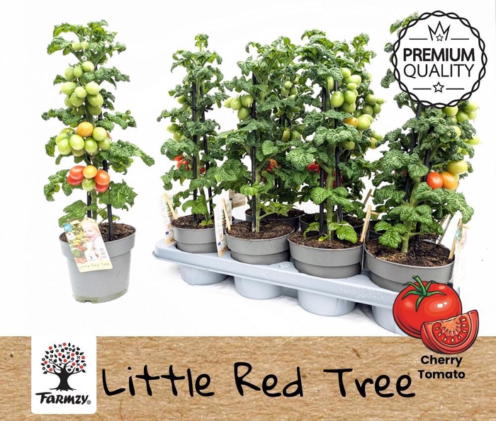 <h4>Farmzy® Little Red Tree, tomato plant</h4>