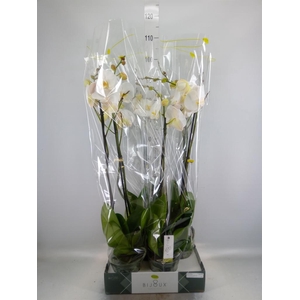 Phalaenopsis   ...white