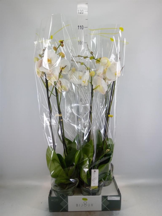 <h4>Phalaenopsis   ...white</h4>