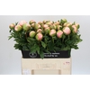 Paeonia Colonel Owen Cousins