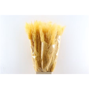 Dried Cortaderia Dadang Soft Yellow 100cm P Stem