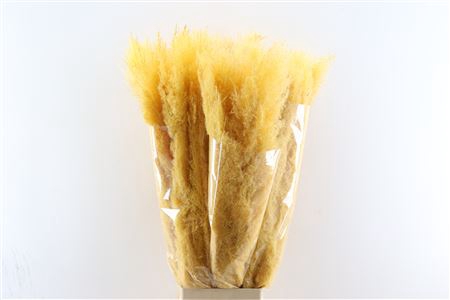 <h4>Dried Cortaderia Dadang Soft Yellow 100cm P Stem</h4>