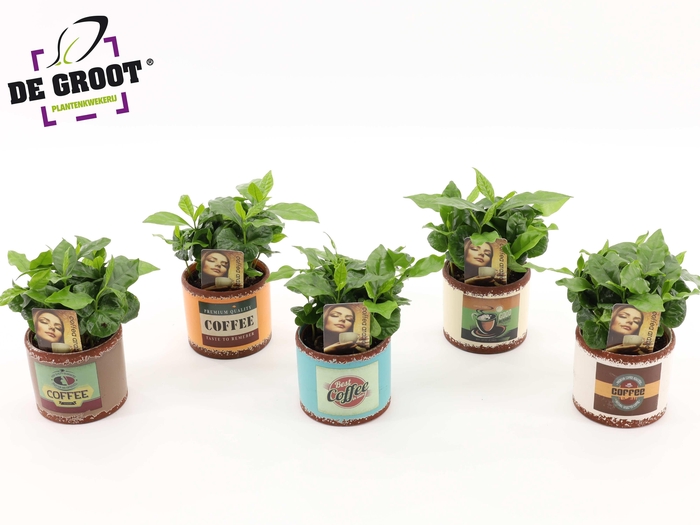 <h4>Coffea Arabica in keramiek</h4>