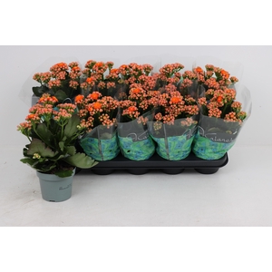 KAL GE PERFECTA ORAN