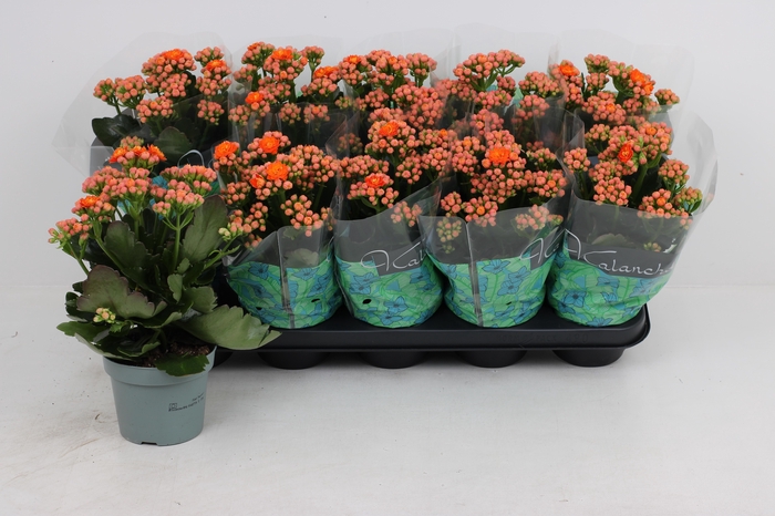 <h4>KAL GE PERFECTA ORAN</h4>