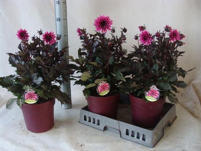 <h4>Dahlia DE 'XXL Aztec'   ...patio</h4>