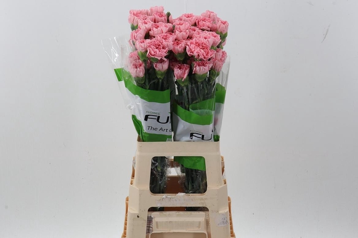 <h4>Di St Pink Rebel</h4>