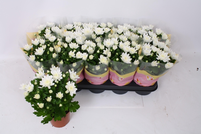 <h4>CHRYS BRAVE</h4>