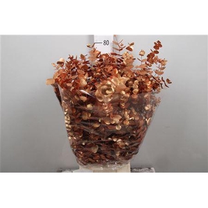 Euc Cinerea Painted Autunno De Luxe