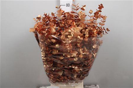 <h4>Euc Cinerea Painted Autunno De Luxe</h4>