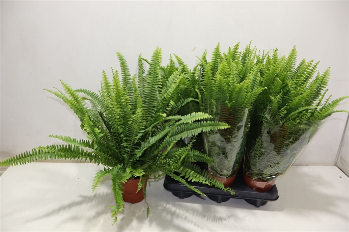 <h4>Nephr Ex Green Lady</h4>