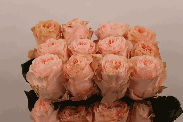 <h4>R Gr Princess Crown</h4>