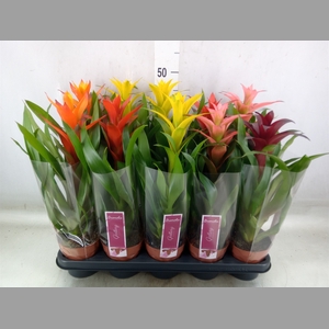 Guzmania   ...mix