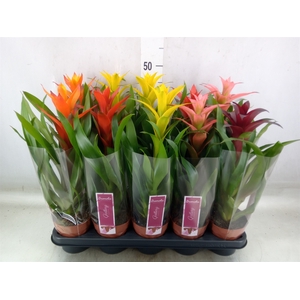 Guzmania   ...mix