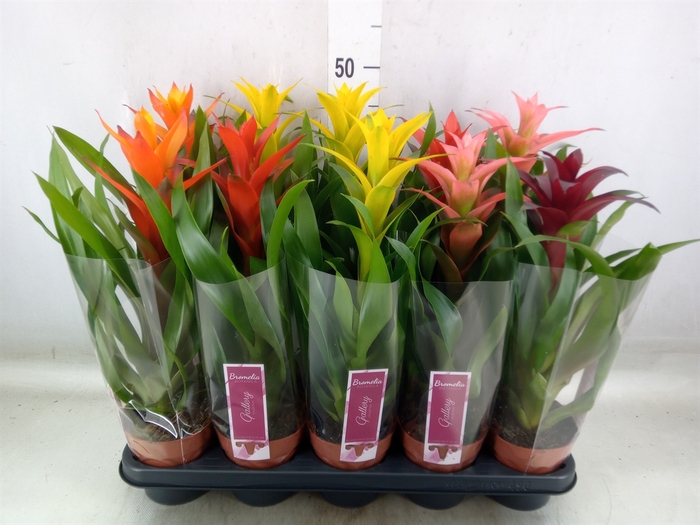 <h4>Guzmania   ...mix</h4>