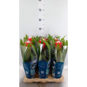 Guzmania  'Hope'