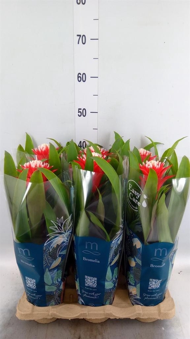 <h4>Guzmania  'Hope'</h4>