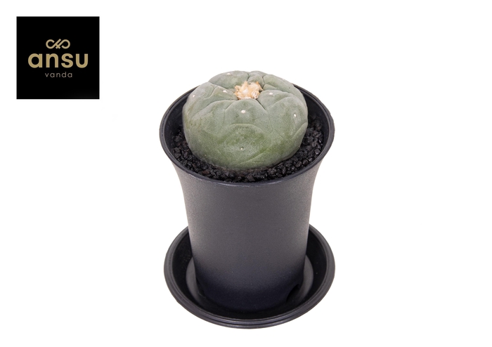 <h4>CACTUS OV</h4>