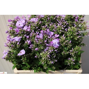 PHLOX  AM GOLIATH