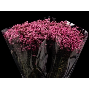 Limonium Raspberry