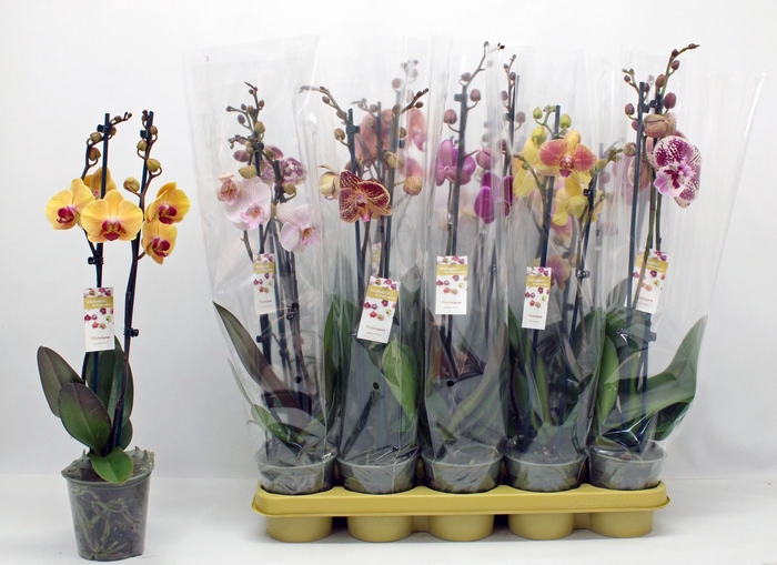 <h4>PHAL GEM 10 KL</h4>