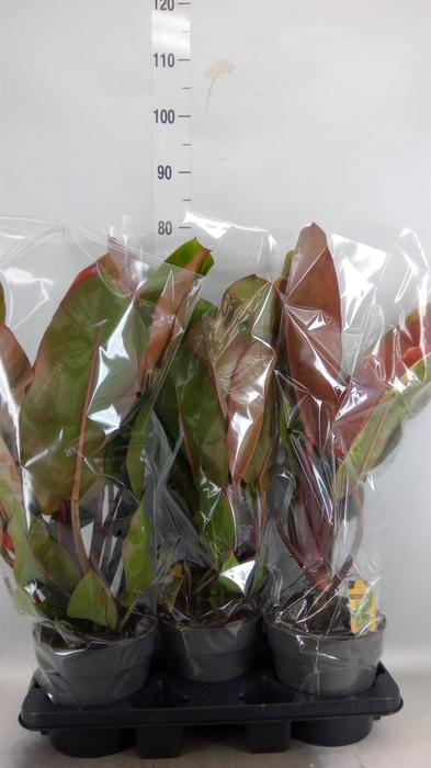 <h4>Philodendron   ...</h4>