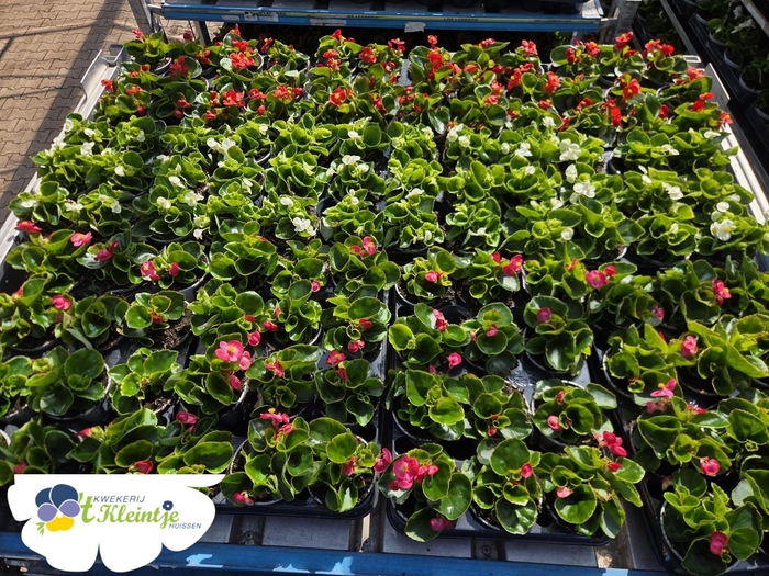 <h4>BEGO SE GEM</h4>