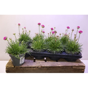 Arme Mar Armada Rose