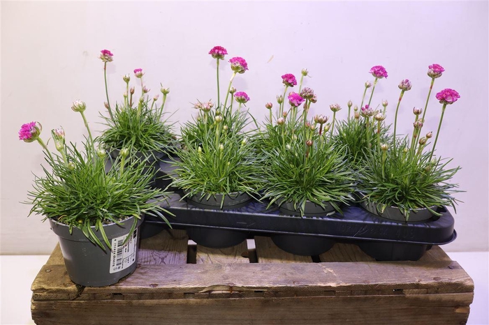 <h4>Arme Mar Armada Rose</h4>