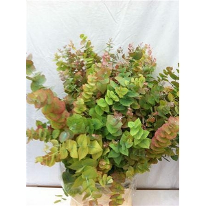 Euca Ovata Autunno 200gr Kort