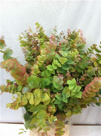 <h4>Euca Ovata Autunno 200gr Kort</h4>