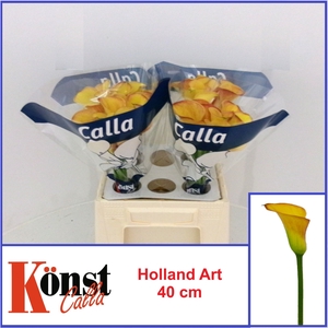 ZANT HOLLAND ART