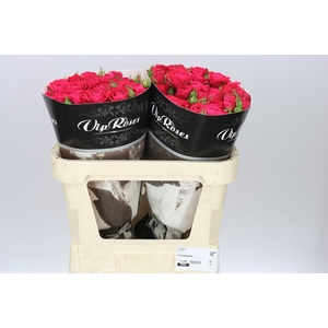 Rosa Tr Bachelor