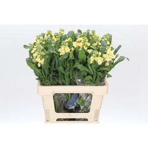 Matthiola Iron Yellow