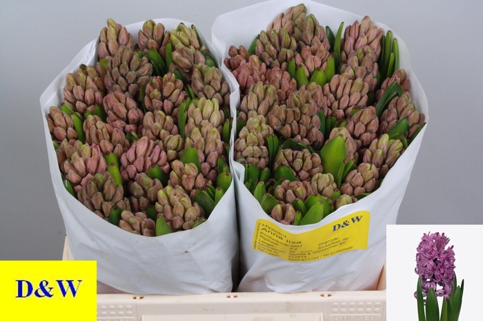 <h4>HYAC ANNA LIZA</h4>