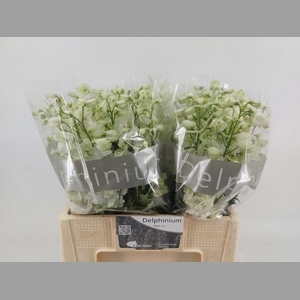 DELPH DU CENTU WHITE