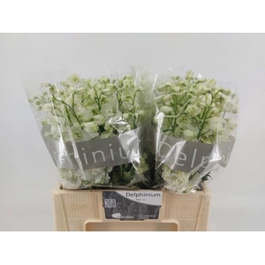 DELPH DU CENT WHITE