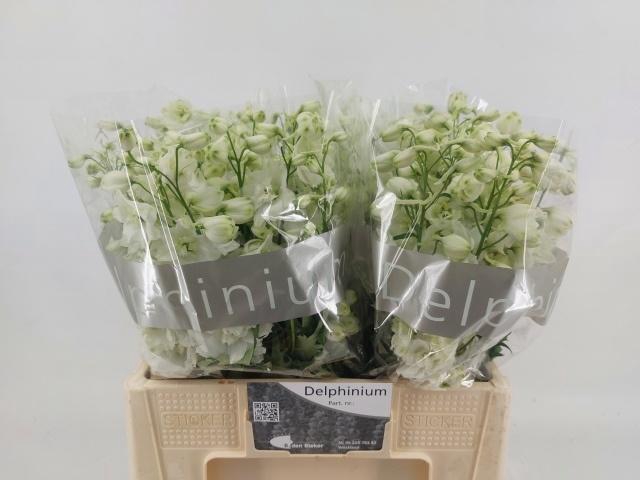 <h4>DELPH DU CENT WHITE</h4>