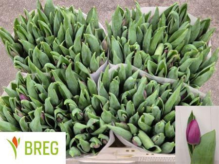 <h4>Tu En Roeska</h4>