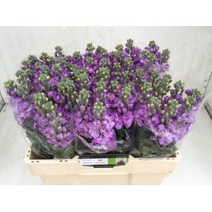 MATTH FIGARO LAVENDE
