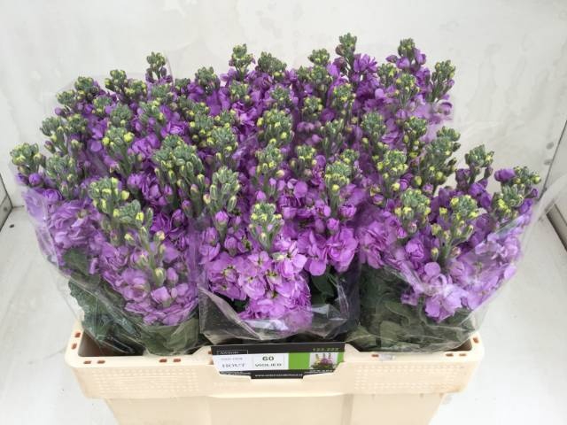 <h4>MATTH FIGARO LAVENDE</h4>