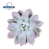 Graptoveria Opalina Cutflower Wincx-8cm