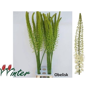 Eremurus Obelisk