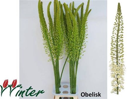 <h4>Eremurus Obelisk</h4>